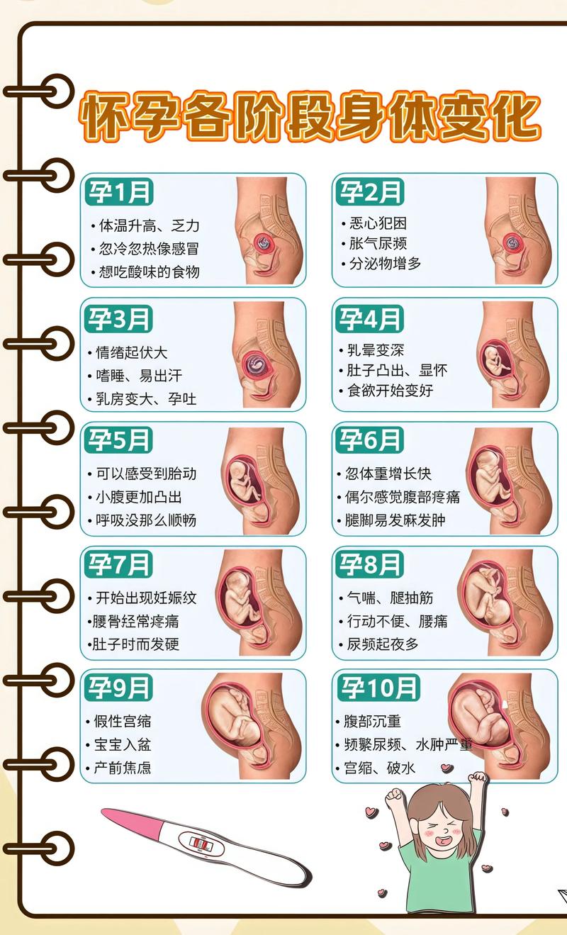 揭秘供卵代孕妈妈怀孕小腹分两节，孕期变化的奥秘沧州代生机构: